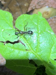 Dolichoderus attelaboides