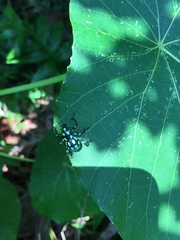 Pachyrhynchus tobafolius