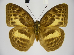 Apectinaria