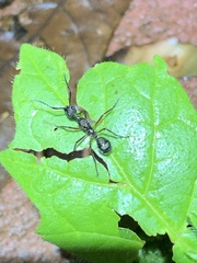 Dolichoderus attelaboides