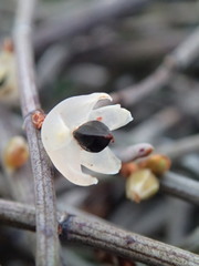 Muehlenbeckia ephedroides