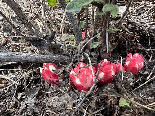 Red Rockrose-parasite