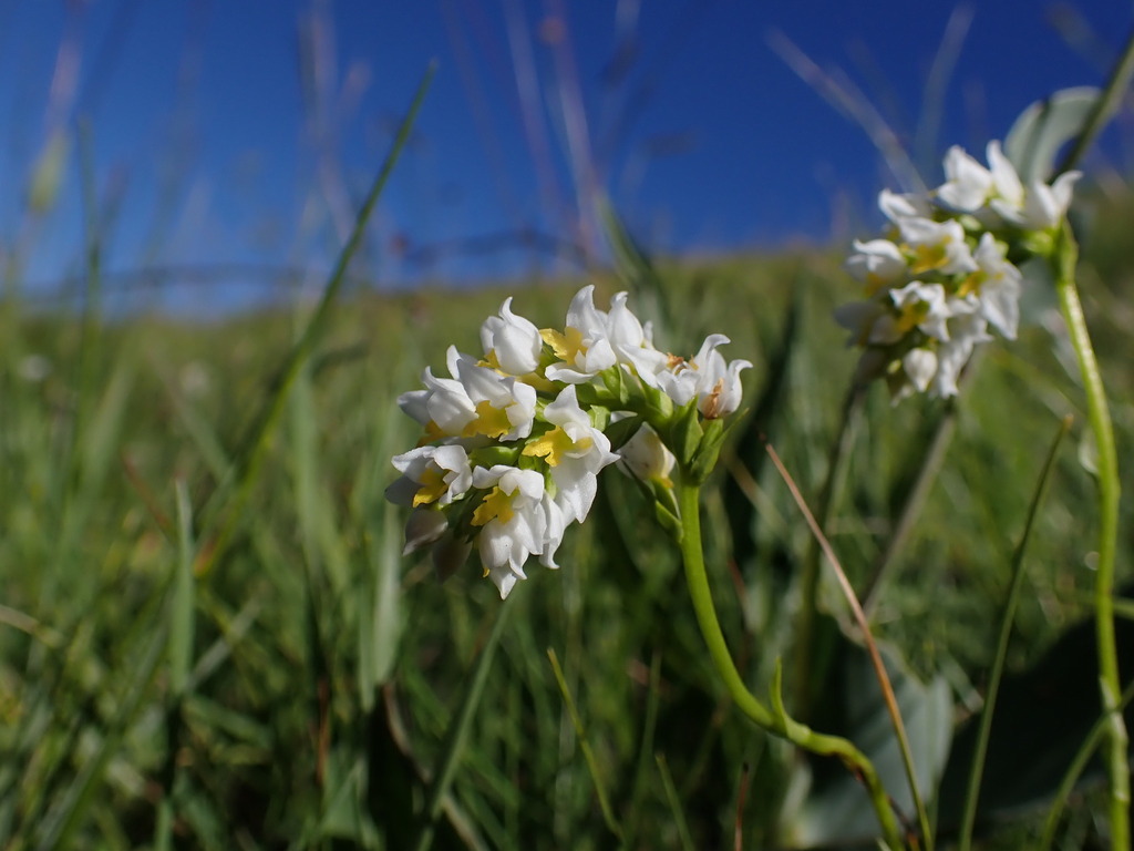 Schizochilus angustifolius