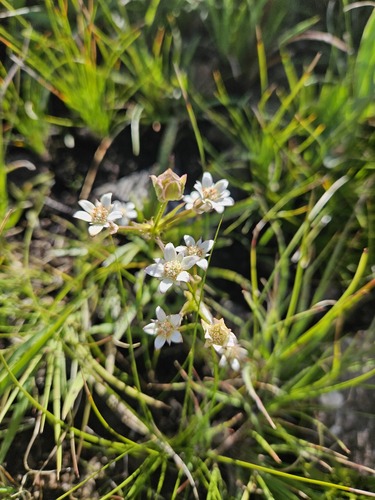 Sawleaf Ministar (Alepidea serrata)