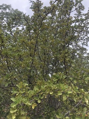 Gardenia resiniflua