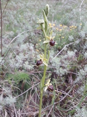 Ophrys sphegodes sphegodes