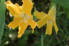 Diplacus longiflorus