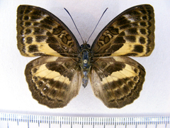Bebearia languida