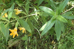 Diplacus longiflorus