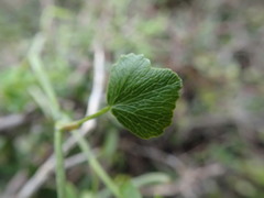 Scandia geniculata