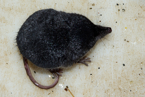 Dwarf Shrew (Wildlife of Golden Gate Canyon State Park) · iNaturalist