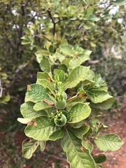 Gardenia resiniflua