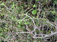Scandia geniculata