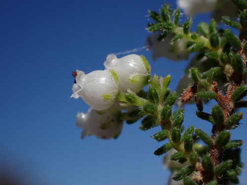 Image of Erica frigida by (c) Ren Hoekstra, some rights reserved (CC BY)