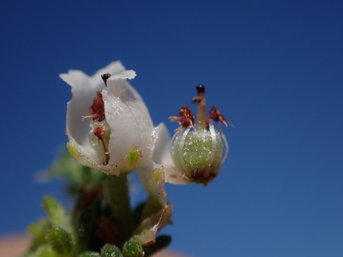 Image of Erica frigida by (c) Ren Hoekstra, some rights reserved (CC BY)