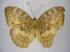 Bebearia languida