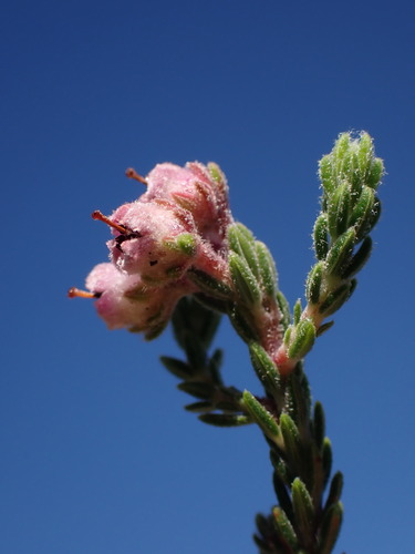 Image of Erica algida by (c) Ren Hoekstra, some rights reserved (CC BY)