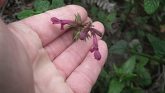 Stachys thunbergii