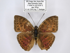 Bebearia languida