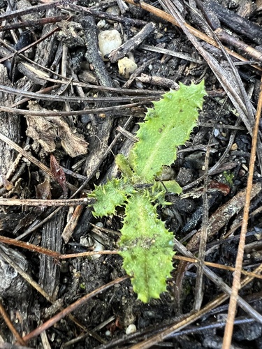 Sonchus asper