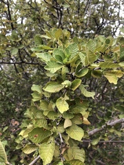 Gardenia resiniflua
