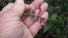 Stachys thunbergii