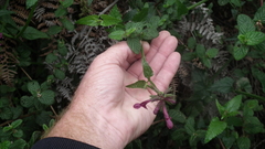 Stachys thunbergii