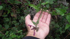 Stachys thunbergii