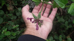 Stachys thunbergii
