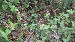 Stachys thunbergii