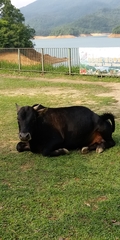 Bos