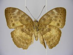 Bebearia languida