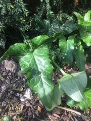 Arum italicum italicum
