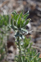 Xiphotheca lanceolata