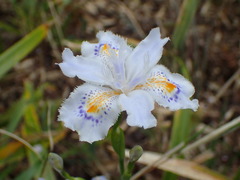 Iris japonica