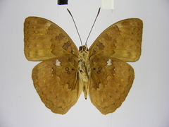 Apectinaria
