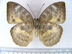 Bebearia languida