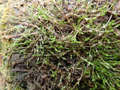Crassula sinclairii