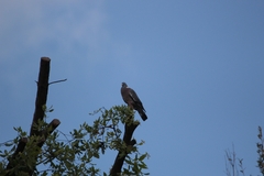 Columba palumbus