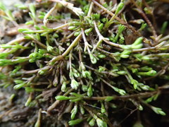 Crassula sinclairii
