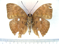 Bebearia languida