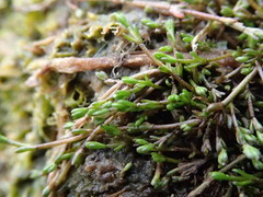 Crassula sinclairii