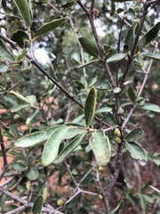 Coptosperma zygoon