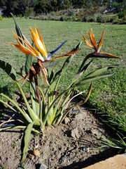 Strelitzia reginae reginae
