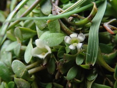 Glossostigma elatinoides