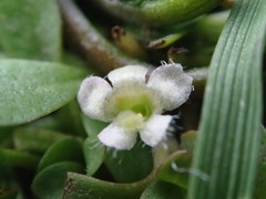 Glossostigma elatinoides