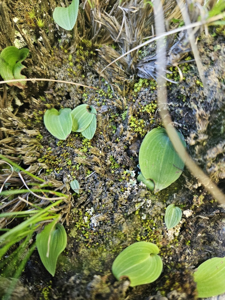 Dracomonticola virginea