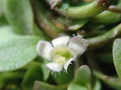 Glossostigma elatinoides