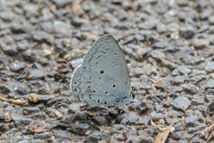 Celastrina lavendularis