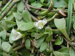 Glossostigma elatinoides
